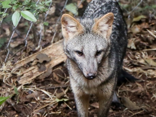 Cachorro do Mato (2).jpg