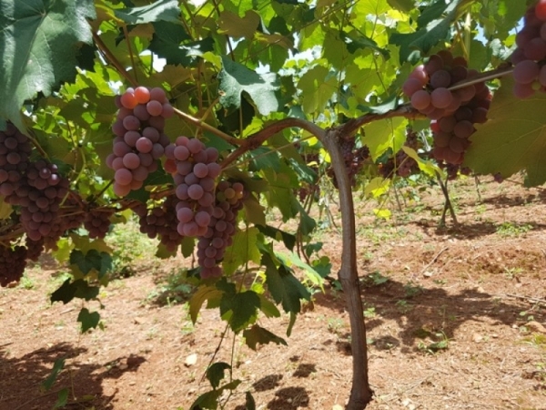 uvas abadia.jpg