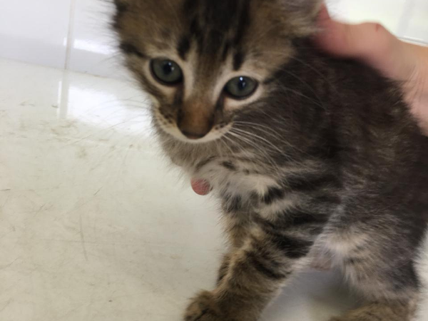 Feira de Adoção Caes e gatos