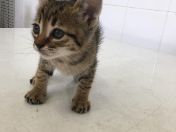 Feira de Adoção Caes e gatos