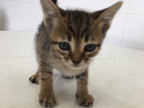 Feira de Adoção Caes e gatos